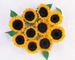 Tapeta Nature Flowers 098.jpg